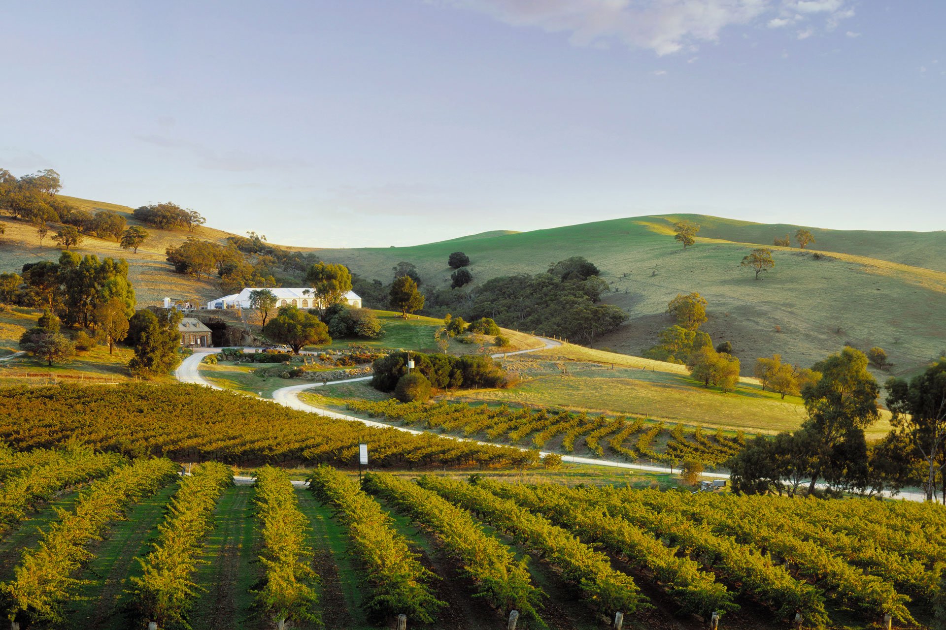 Đắm mình nơi những đồi nho xanh ngát ở “thiên đường” rượu vang Adelaide - Ảnh 2.