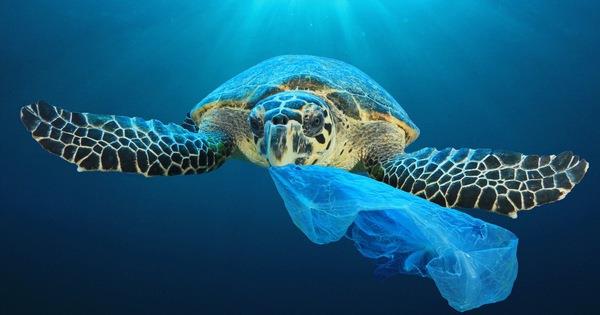 Tại sao nên chuẩn bị hành trang “Kiêng Nhựa” khi du lịch biển đảo? - Ảnh 1.