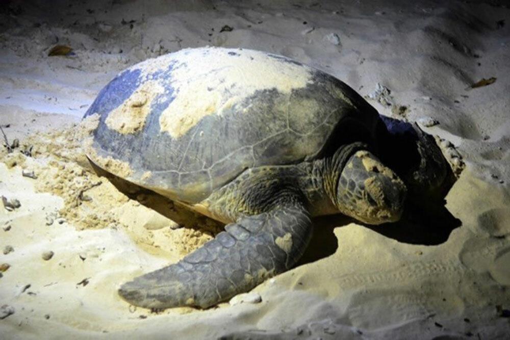 “Bỏ túi” kinh nghiệm du lịch Côn Đảo xem rùa đẻ trứng - Ảnh 1.