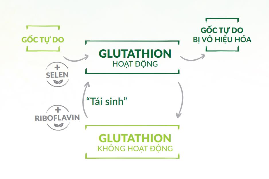 Boganic Premium - sản phẩm cao cấp nâng tầm vị thế Traphaco trong ngành dược - Ảnh 2.