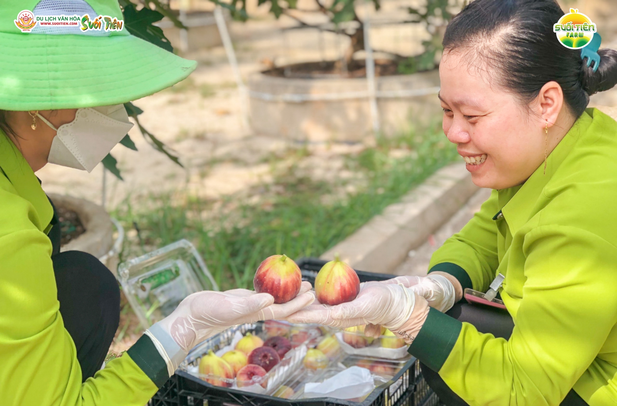 Vì sao Sung Mỹ Suối Tiên Farm được nhiều người chọn mua? - Ảnh 2.