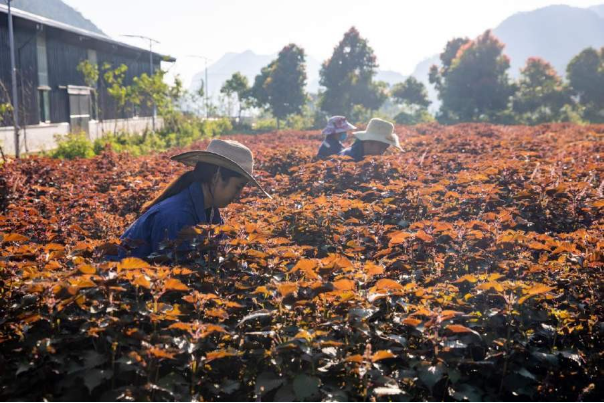 Hồi sinh lại &quot;rừng vàng&quot; - Ảnh 1.