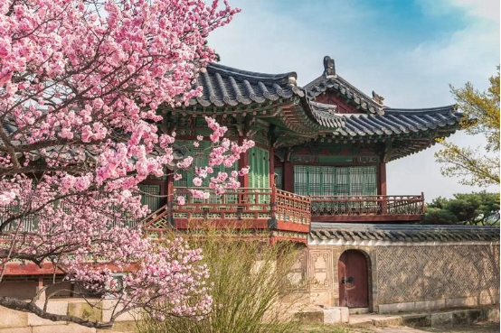 Những lý do mùa xuân Hàn Quốc khiến du khách &quot;lạc lối&quot; quên đường về - Ảnh 1.