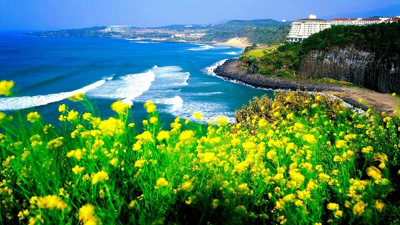 Vì sao mùa hè Jeju hấp dẫn du khách Việt? - Ảnh 1.