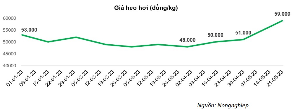 Giá heo hơi hồi phục - Triển vọng tăng trưởng cho các doanh nghiệp chăn nuôi - Ảnh 1.