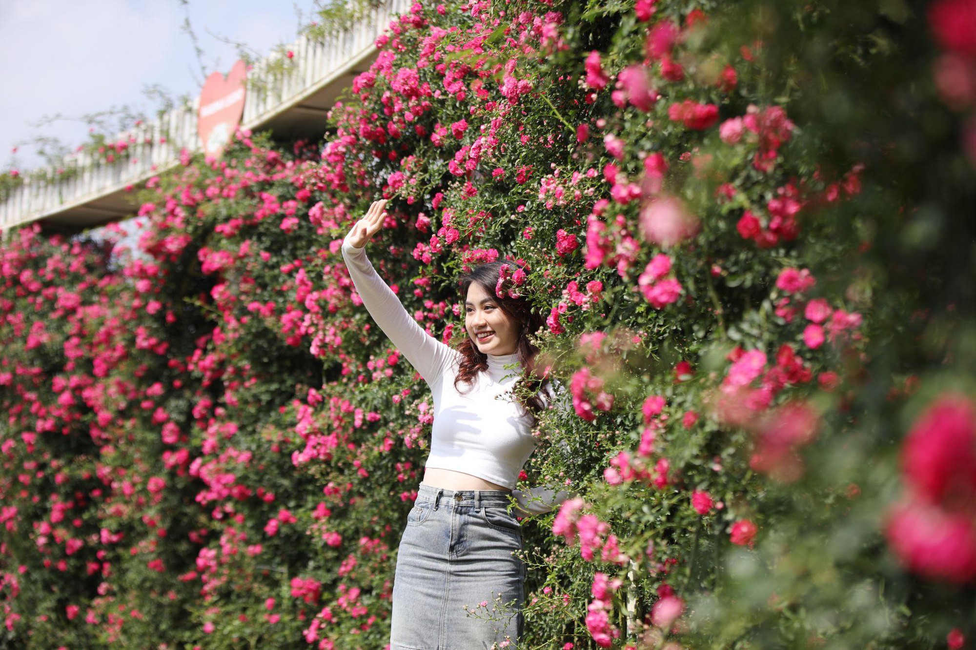 Fansipan mát như tủ lạnh, du khách rủ nhau lên săn mây, ngắm thung lũng hoa hồng lớn nhất Việt Nam - Ảnh 6.