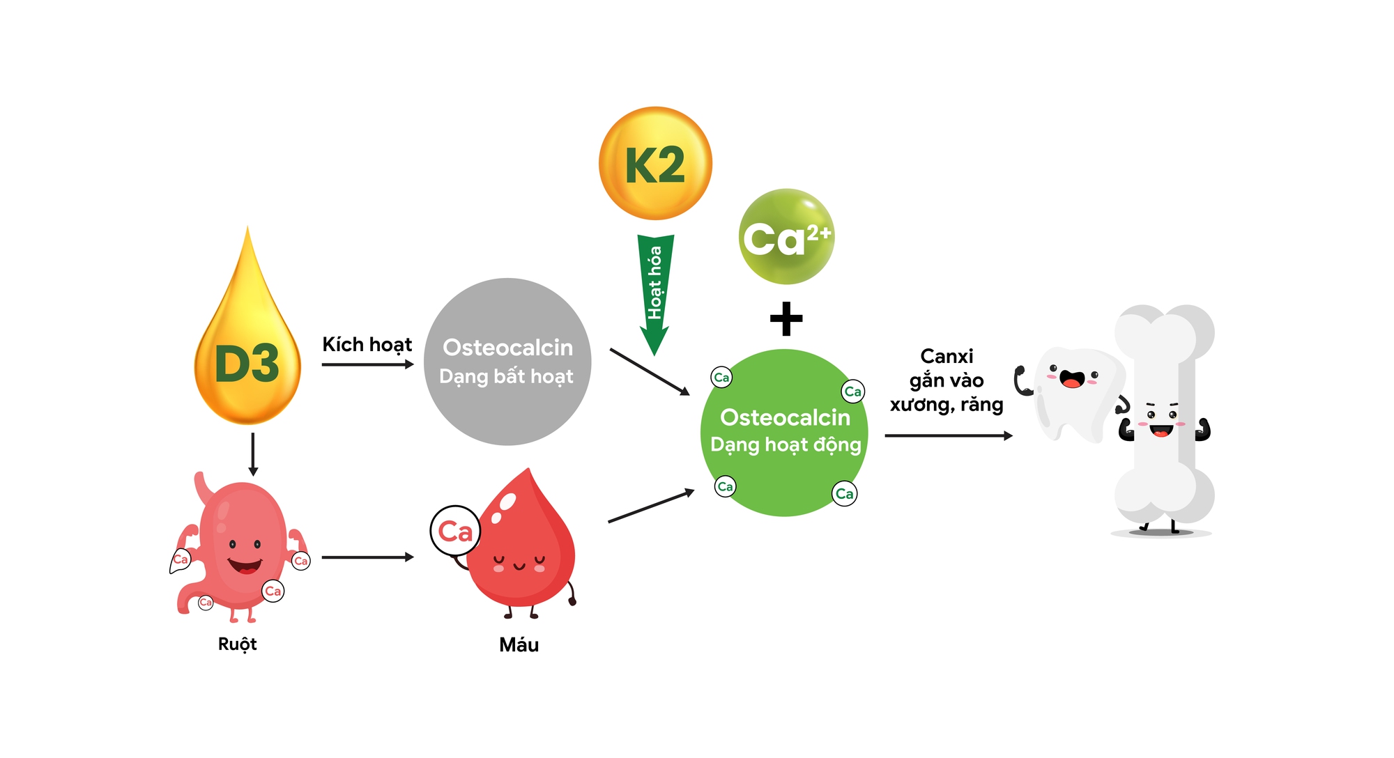 OSSOKIZ, Vitamin D3, K2 hỗ trợ giai đoạn bứt phá chiều cao của trẻ - Ảnh 2.
