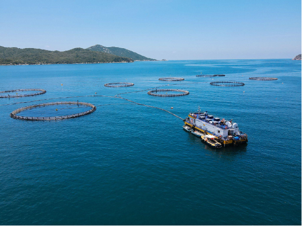 Tập đoàn Thiên Á ký kết phân phối cá vược từ Australis Việt Nam - Ảnh 2.