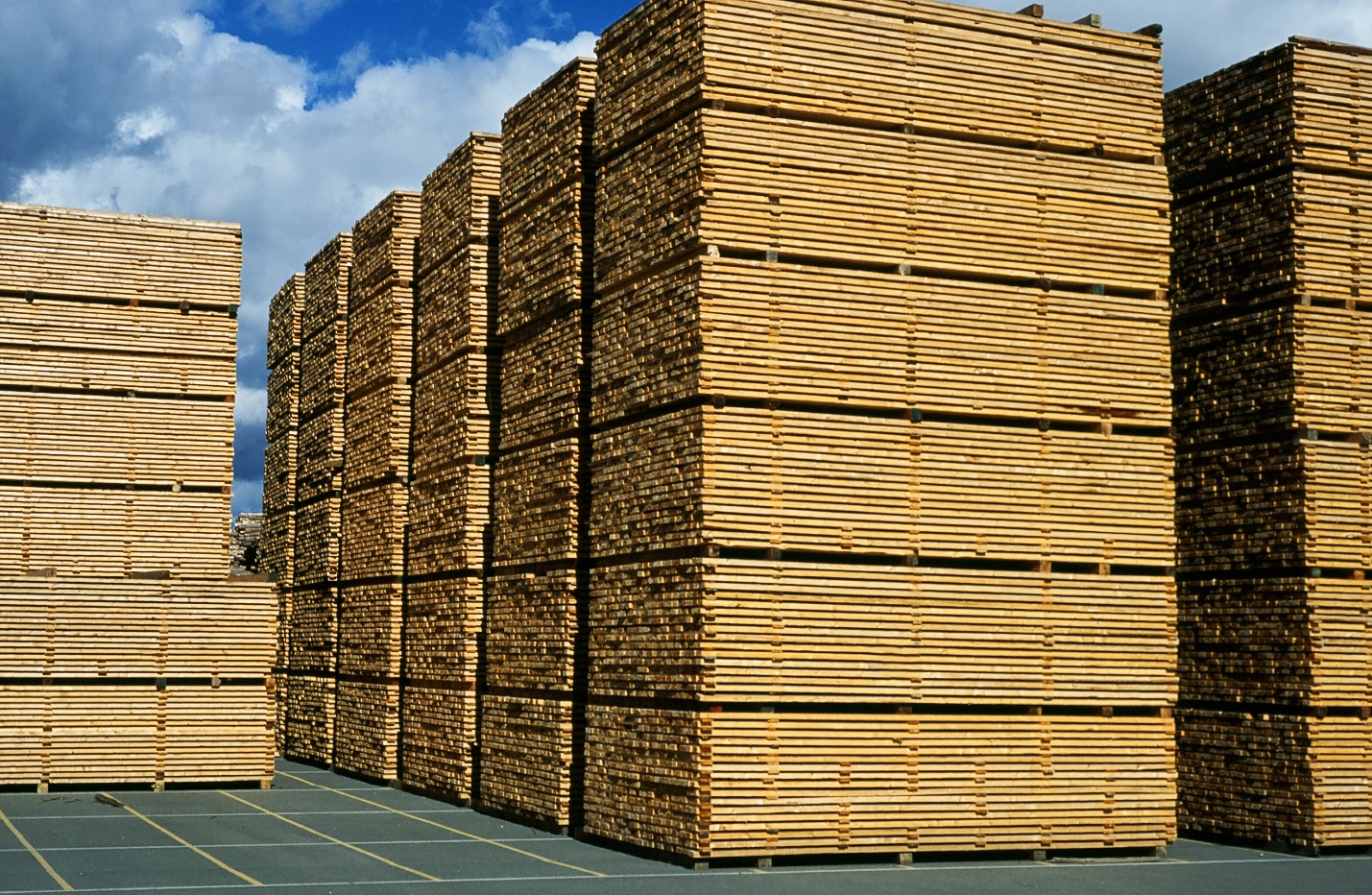 Canadian Wood tăng cường quảng bá gỗ mềm từ Canada tại thị trường Việt Nam - Ảnh 1.