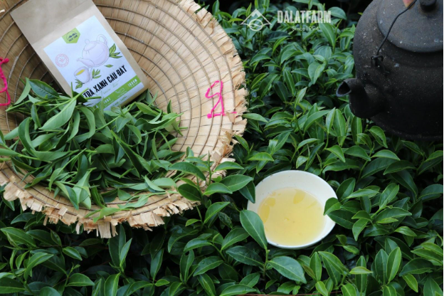 Lên Cầu Đất nghe chuyện làm trà, ngắm nhìn vẻ đẹp của mô hình from farm to cup - Ảnh 1.