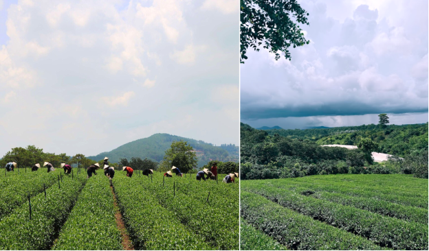 Lên Cầu Đất nghe chuyện làm trà, ngắm nhìn vẻ đẹp của mô hình from farm to cup - Ảnh 2.