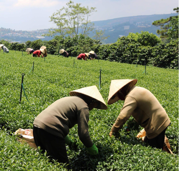 Lên Cầu Đất nghe chuyện làm trà, ngắm nhìn vẻ đẹp của mô hình from farm to cup - Ảnh 3.