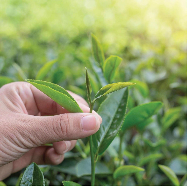 Lên Cầu Đất nghe chuyện làm trà, ngắm nhìn vẻ đẹp của mô hình from farm to cup - Ảnh 4.