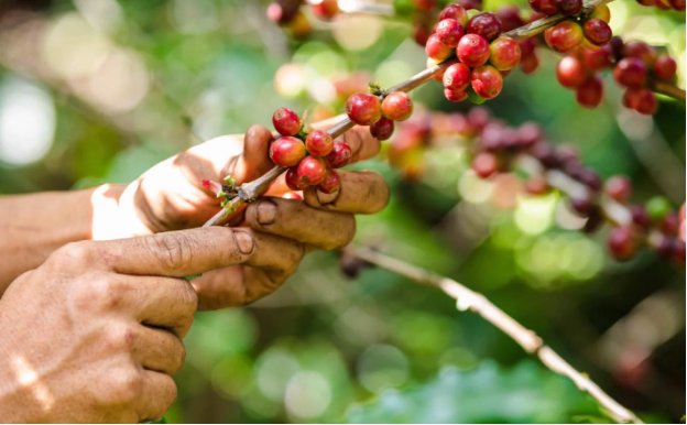 Lên Cầu Đất nghe chuyện làm trà, ngắm nhìn vẻ đẹp của mô hình from farm to cup - Ảnh 8.