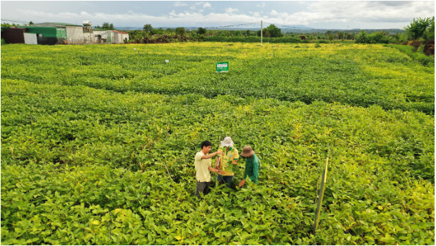 Nông dân tại huyện Cư Jut vững tin gắn bó cùng cây đậu nành - Ảnh 2.
