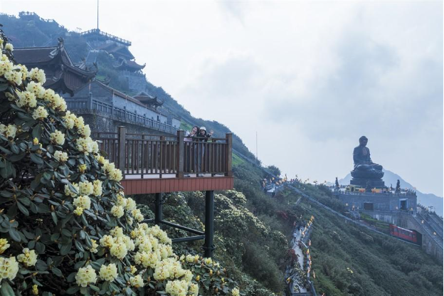 Đường hoa Đỗ quyên trên đỉnh Fansipan đẹp tựa chốn thiên đường, hút hàng nghìn lượt khách check in