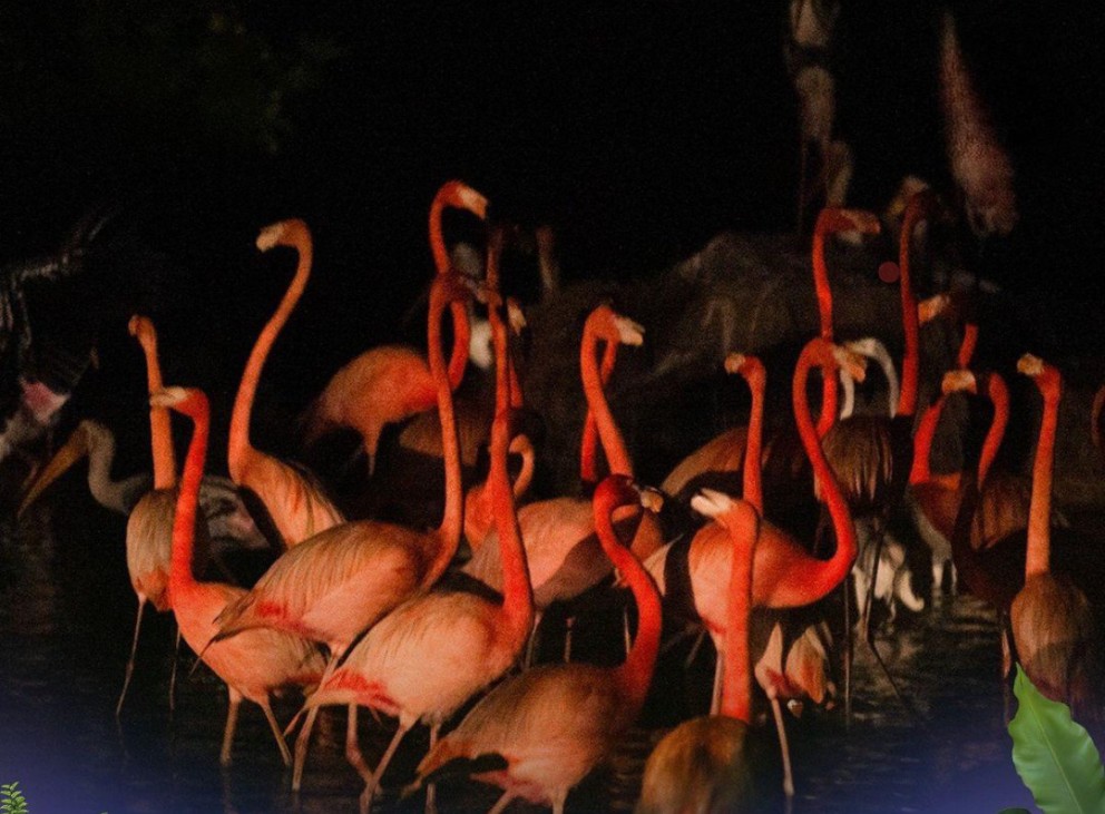 Khám phá bộ đôi trải nghiệm “chạm đến hoang dã” siêu hot tại Vinpearl Safari Phú Quốc - Ảnh 4.