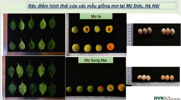 Xây dựng cơ sở dữ liệu và mã vạch ADN cho cây mơ Hương Tích - Ảnh 1.