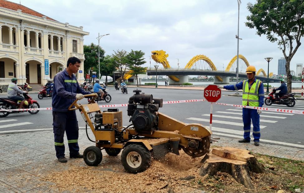Dịch vụ cắt tỉa cây xanh Đà Nẵng VerdantDN - Khi chặt cây được bảo hiểm và bồi thường - Ảnh 1.