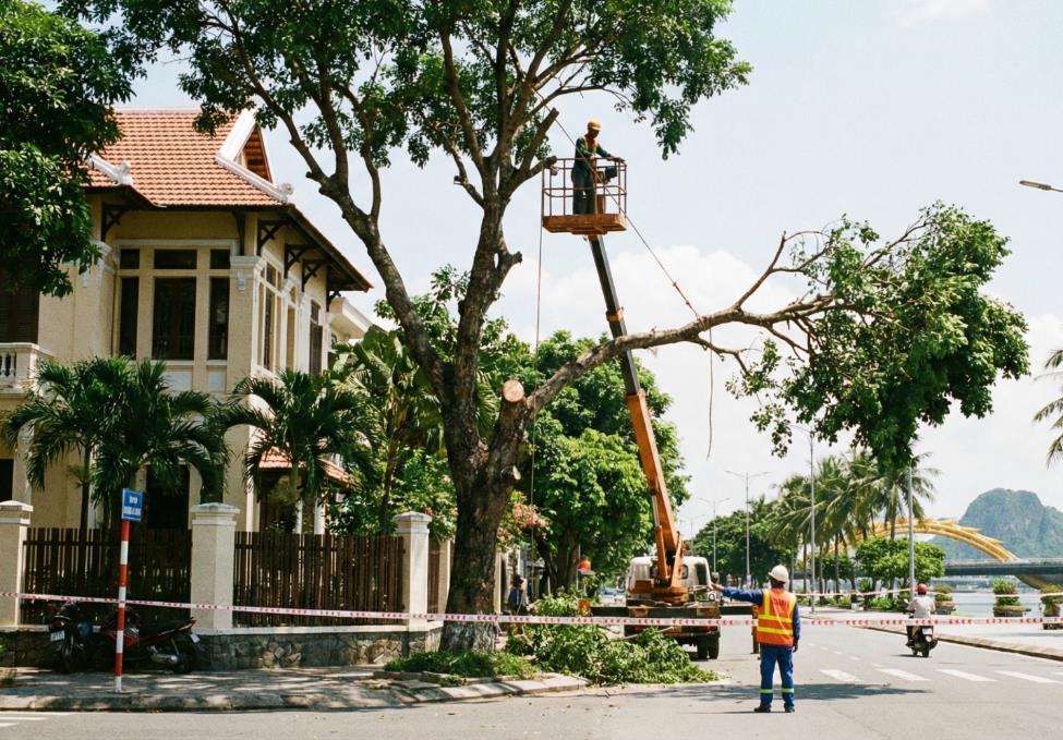 Dịch vụ cắt tỉa cây xanh Đà Nẵng VerdantDN - Khi chặt cây được bảo hiểm và bồi thường - Ảnh 2.