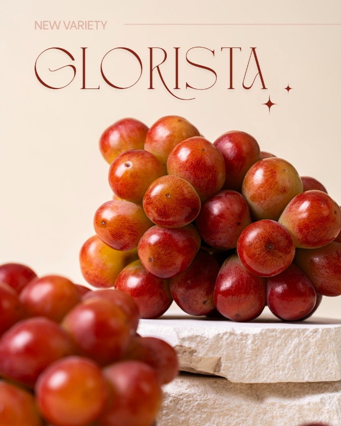 aT Center – Vietnam Airlines hợp tác quảng bá nho Hàn Quốc trên các chuyến bay quốc tế- Ảnh 2. aT Center – Vietnam Airlines hợp tác quảng bá nho Hàn Quốc trên các chuyến bay quốc tế- Ảnh 2.