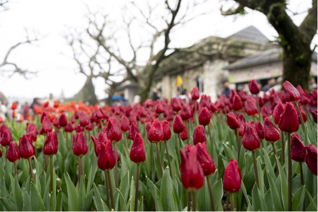 Tết sẽ kéo dài tại Bà Nà Hills đến hết tháng 2/2025, với bạt ngàn hoa tulip và không gian Tết truyền thống - Ảnh 2.