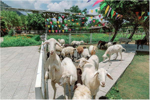 Khai mở "mỏ nắng" của miền Tây Nam Bộ- Ảnh 2.