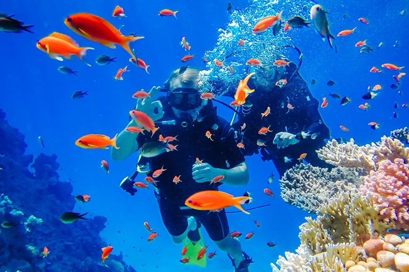 Cùng Villa Le Corail, A Gran Meliá Hotel bảo tồn hệ sinh thái ngay dưới thềm dinh thự - Ảnh 1. Cùng Villa Le Corail, A Gran Meliá Hotel bảo tồn hệ sinh thái ngay dưới thềm dinh thự - Ảnh 1.