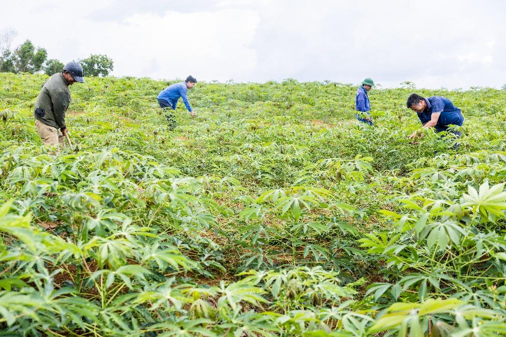AIG tiên phong xu hướng chế biến sâu và chuỗi liên kết bền vững cho nông sản Việt- Ảnh 2. AIG tiên phong xu hướng chế biến sâu và chuỗi liên kết bền vững cho nông sản Việt- Ảnh 2.