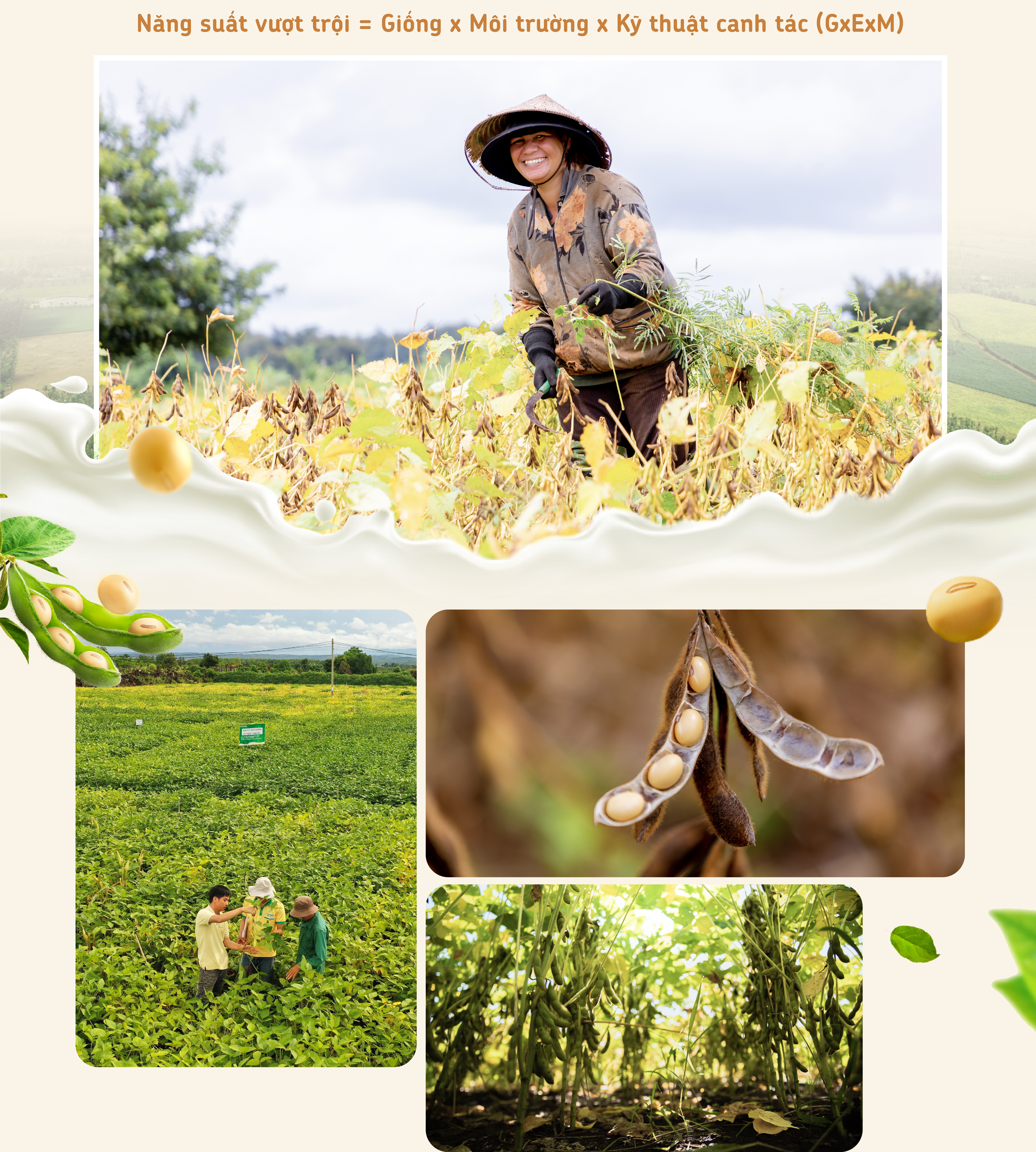 Một hạt đậu có thể 