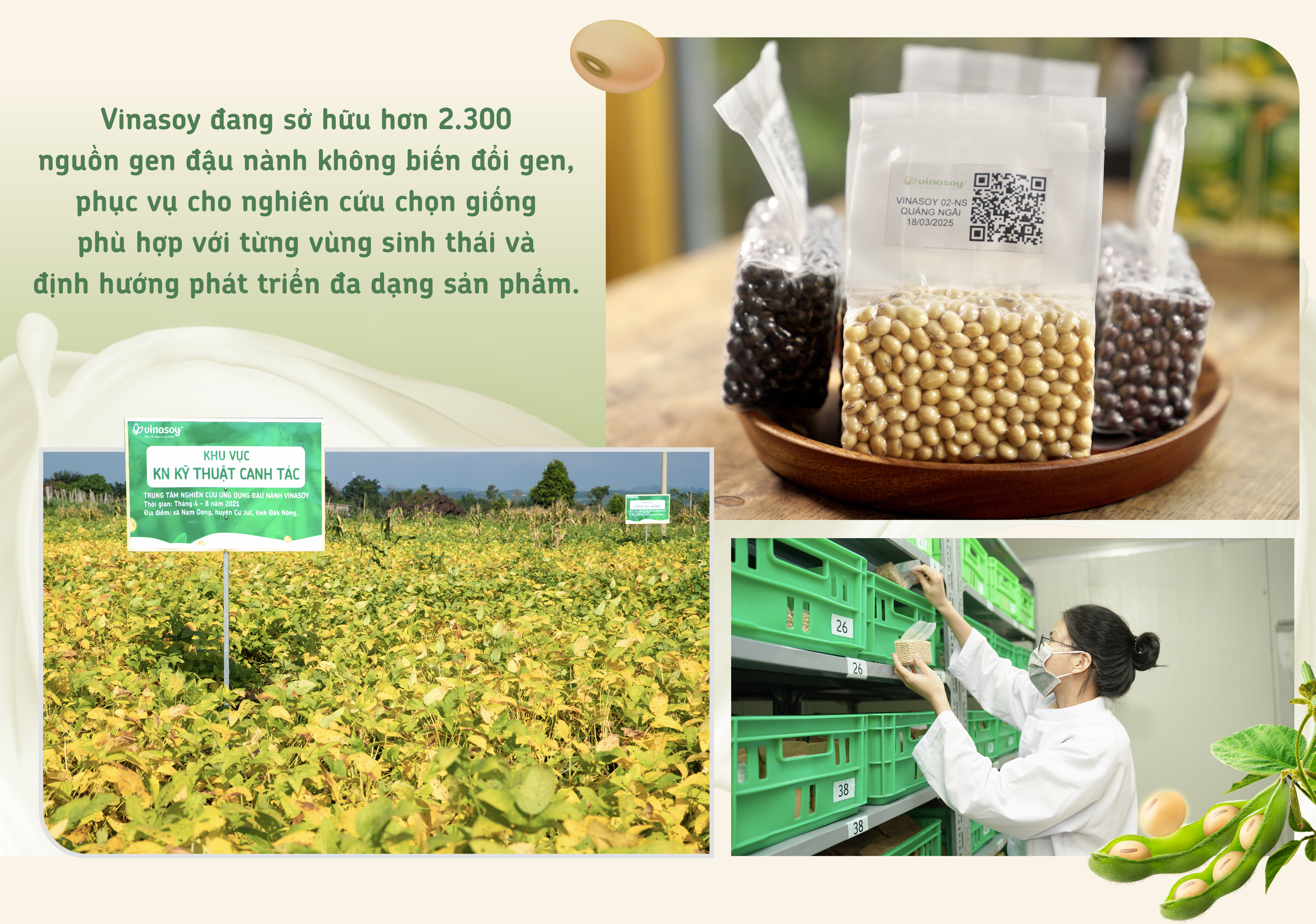 Một hạt đậu có thể 