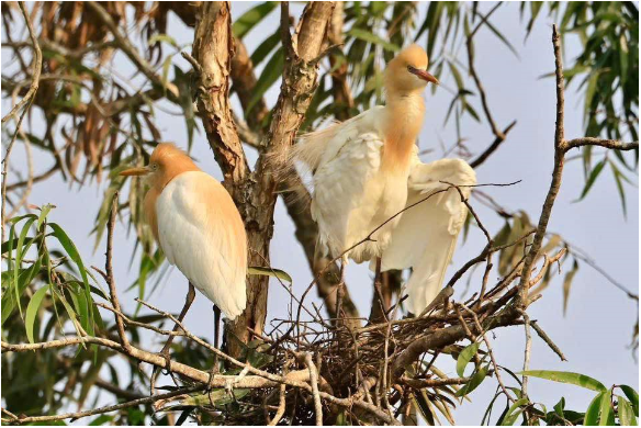 "Chơi mà học – Học mà vui: tuổi thơ về với Trà Sư"- Ảnh 4. "Chơi mà học – Học mà vui: tuổi thơ về với Trà Sư"- Ảnh 4.