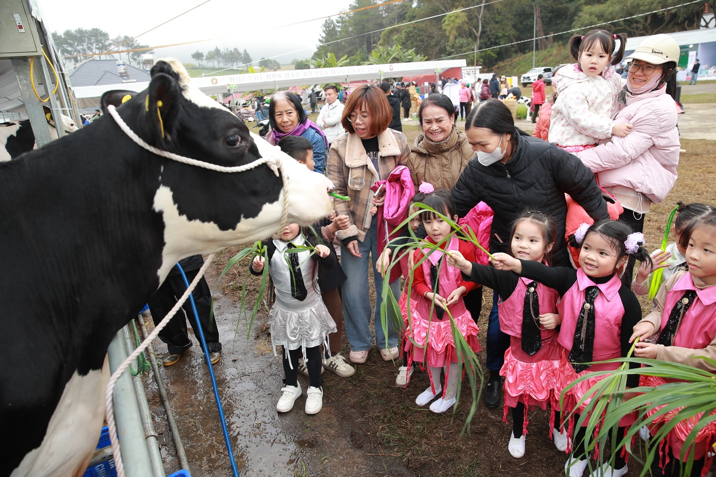 Di sản văn hóa từ thảo nguyên: Hội thi Hoa hậu Bò sữa Mộc Châu trở lại- Ảnh 2.