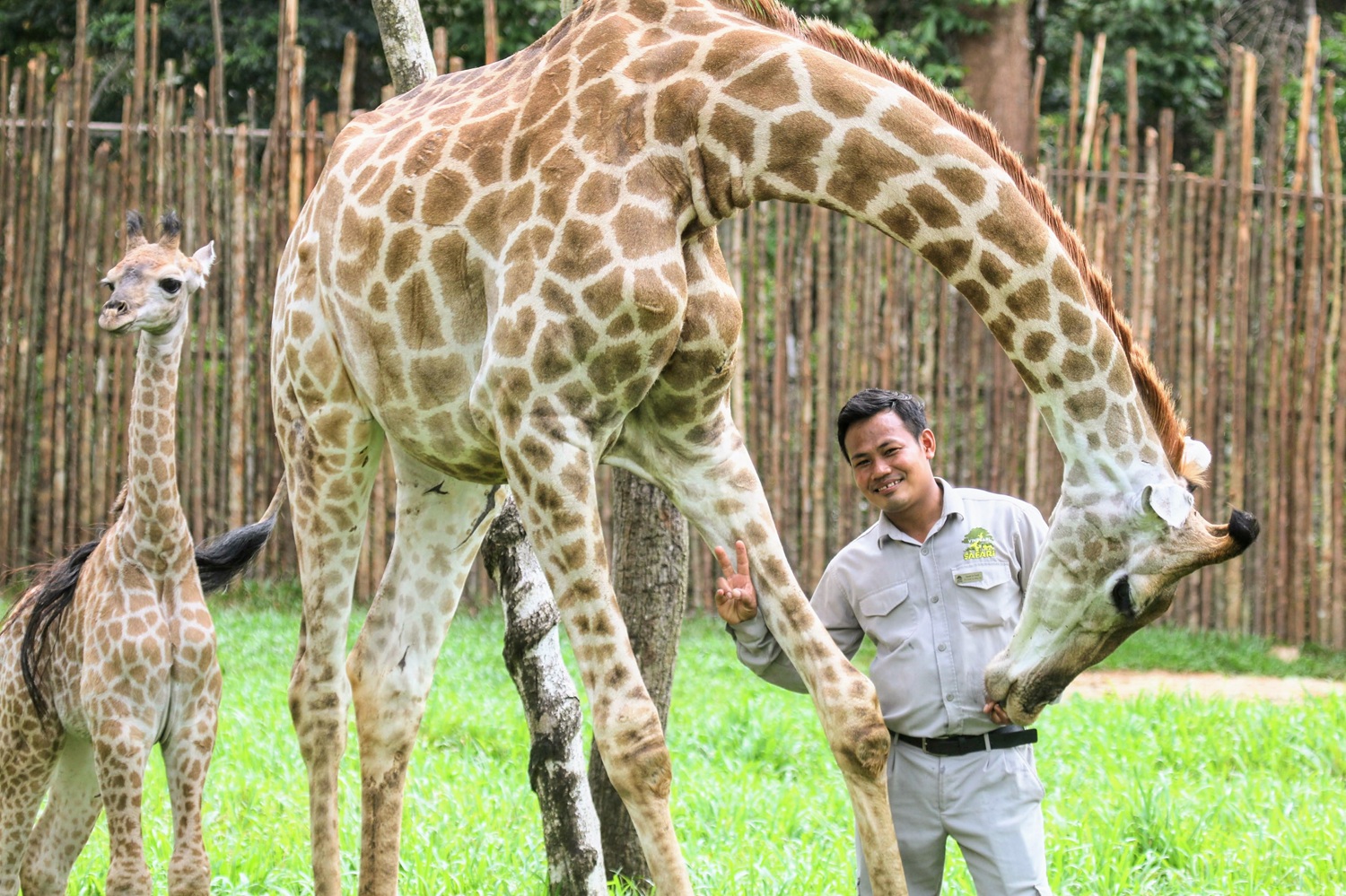 Những ca khó ở “kỳ quan hoang dã” hơn 500 ha Vinpearl Safari Phú Quốc - Ảnh 7. Những ca khó ở “kỳ quan hoang dã” hơn 500 ha Vinpearl Safari Phú Quốc - Ảnh 7.