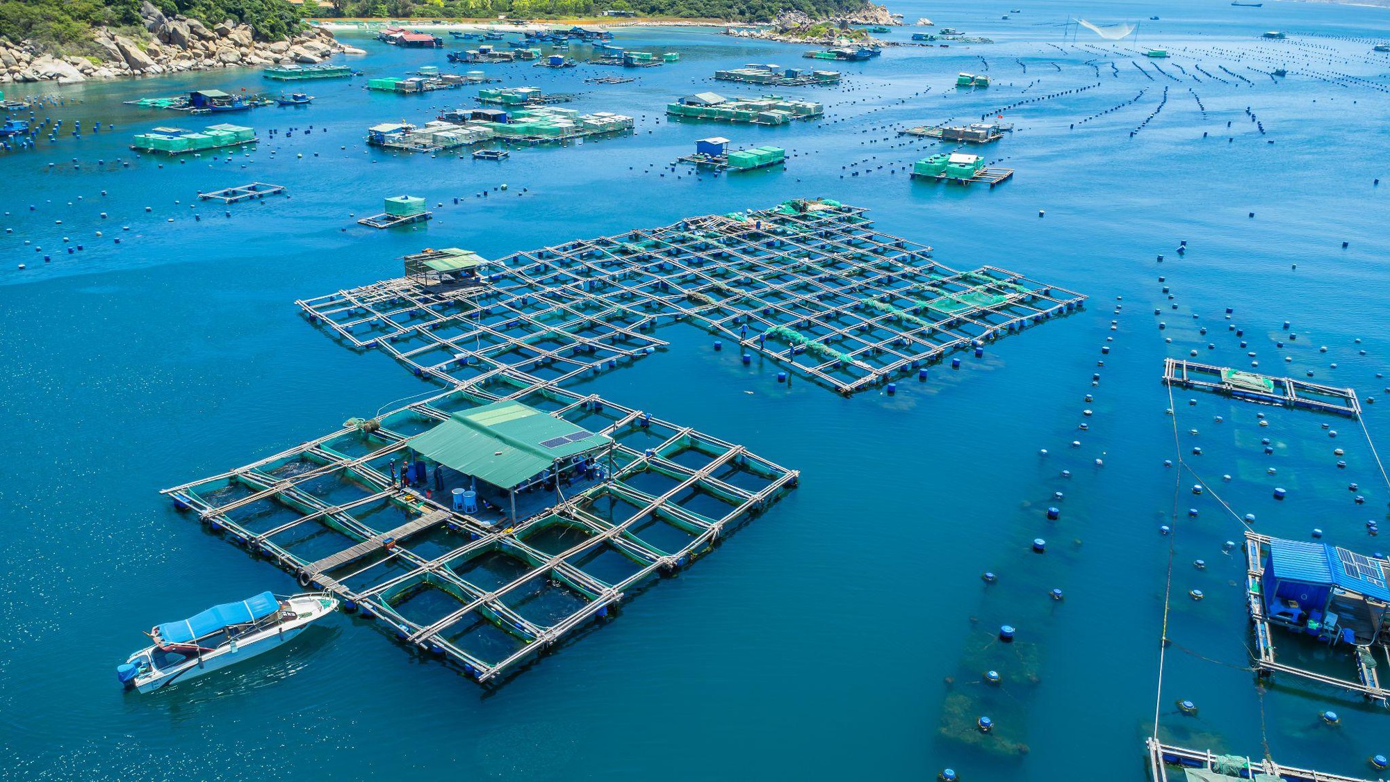 KLC Seafood đưa tôm hùm Việt đến thị trường toàn cầu tại CFSE 2026- Ảnh 3.