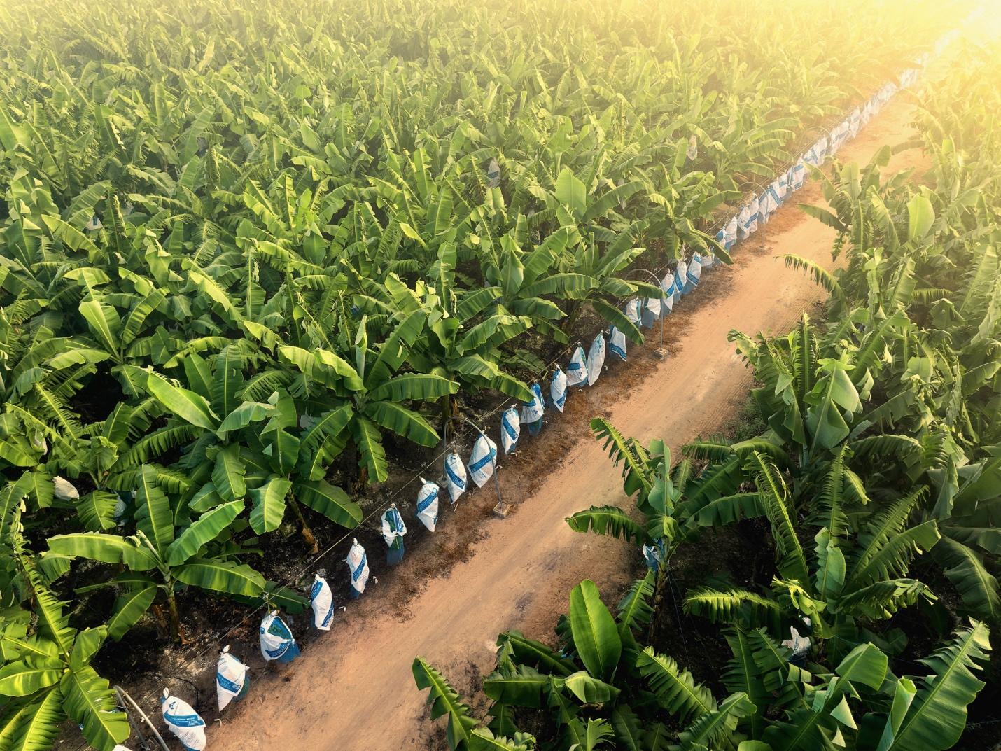 AgriS (SBT) mở rộng động lực tăng trưởng, các mảng ngoài đường đóng góp tích cực trong Quý 3- Ảnh 2.