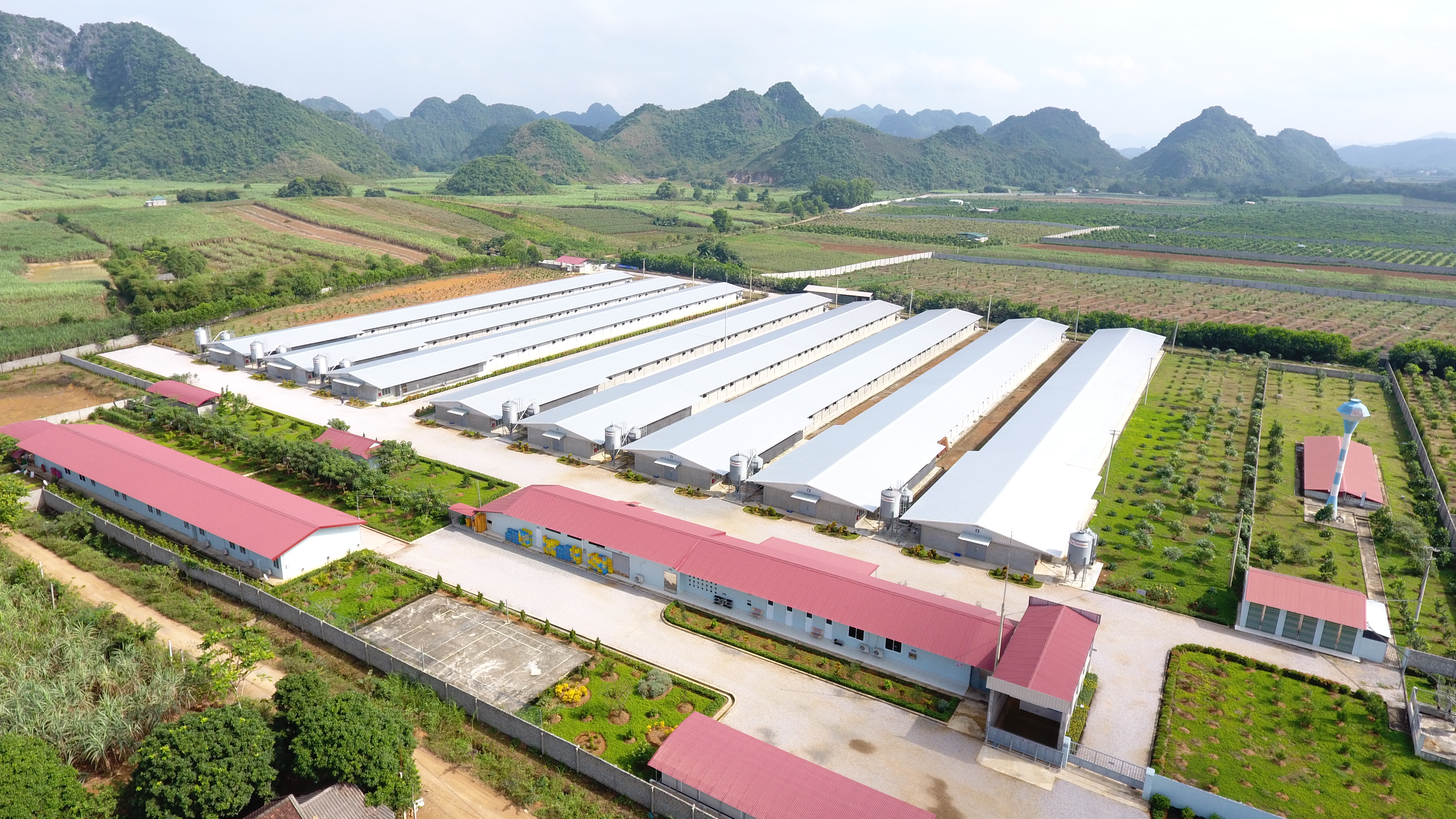 C.P. Việt Nam nâng cao ứng dụng AI và chuyển đổi số trong chuỗi Feed - Farm - Food- Ảnh 4.