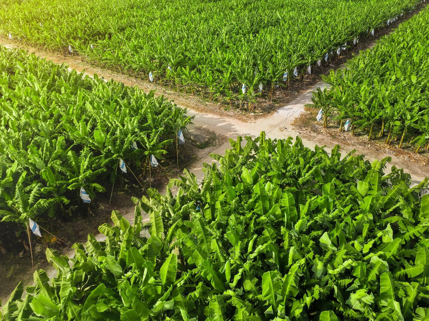 AgriS (SBT) vượt kế hoạch doanh thu, đẩy mạnh đầu tư cho chu kỳ tăng trưởng mới- Ảnh 2.