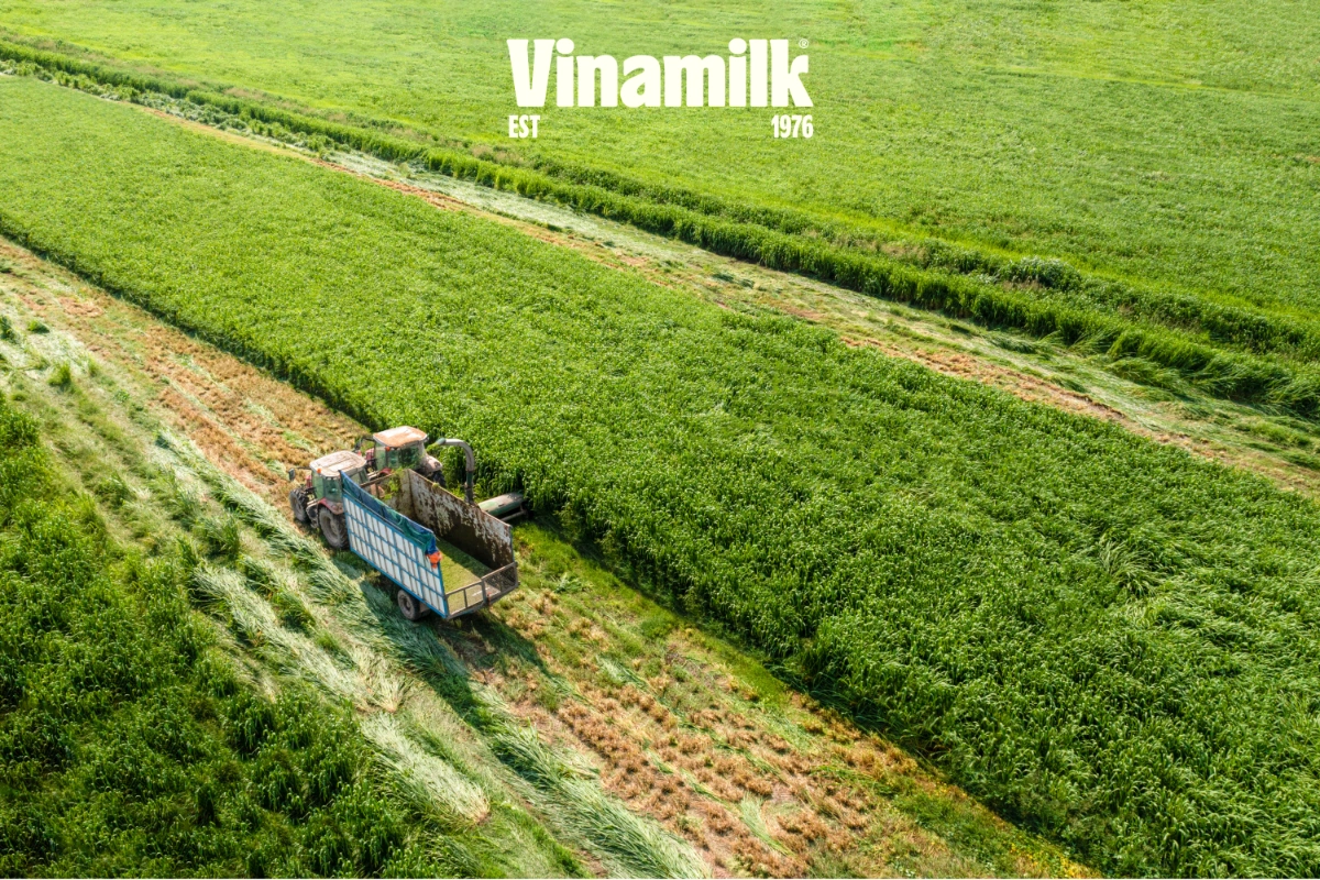 Nuôi bò sữa ở xứ nóng: Từ nan đề không tưởng đến bài toán tự chủ của một quốc gia- Ảnh 1. Nuôi bò sữa ở xứ nóng: Từ nan đề không tưởng đến bài toán tự chủ của một quốc gia- Ảnh 1.