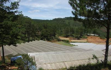 Đột nhập vườn rau si&ecirc;u sạch ở Đ&agrave; Lạt 1