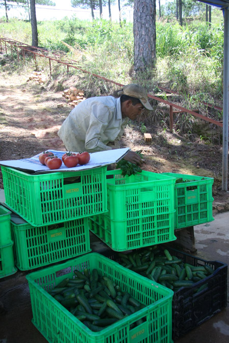 Đột nhập vườn rau si&ecirc;u sạch ở Đ&agrave; Lạt 3