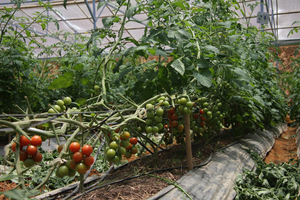 Đột nhập vườn rau si&ecirc;u sạch ở Đ&agrave; Lạt 4