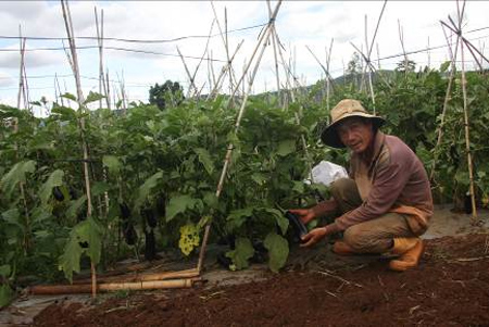 Đột nhập vườn rau si&ecirc;u sạch ở Đ&agrave; Lạt 5