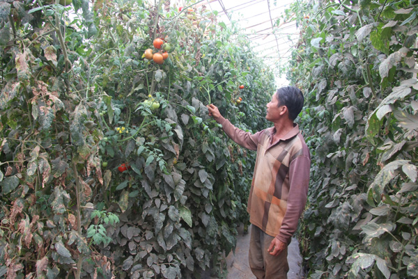 Đột nhập vườn rau si&ecirc;u sạch ở Đ&agrave; Lạt 6