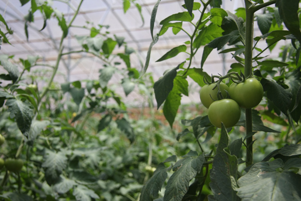 Đột nhập vườn rau si&ecirc;u sạch ở Đ&agrave; Lạt 7