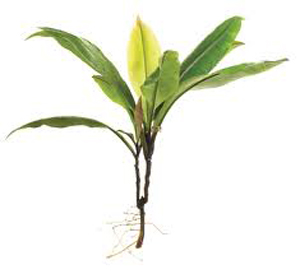 Những thảo dược diệu kỳ d&agrave;nh cho phụ nữ 2