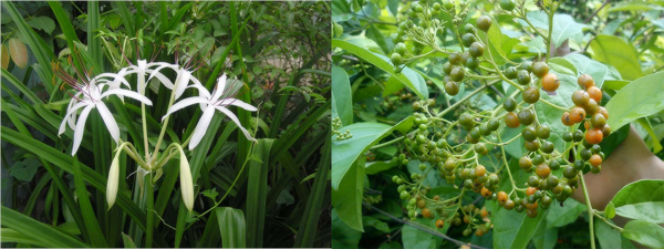 Những c&acirc;y thuốc &ldquo;khắc tinh&rdquo; của u xơ tử cung 2