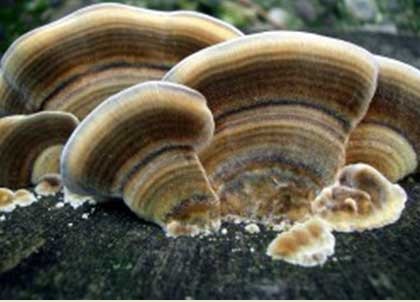 Thực phẩm độc hại đe dọa gan dịp cuối năm 2