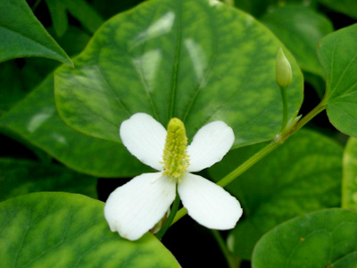 Ngăn chặn vi&ecirc;m đường h&ocirc; hấp t&aacute;i ph&aacute;t ở trẻ sau khi d&ugrave;ng kh&aacute;ng sinh 3