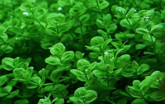 7 quan niệm sai lầm về điều trị sỏi thận, sỏi mật 3